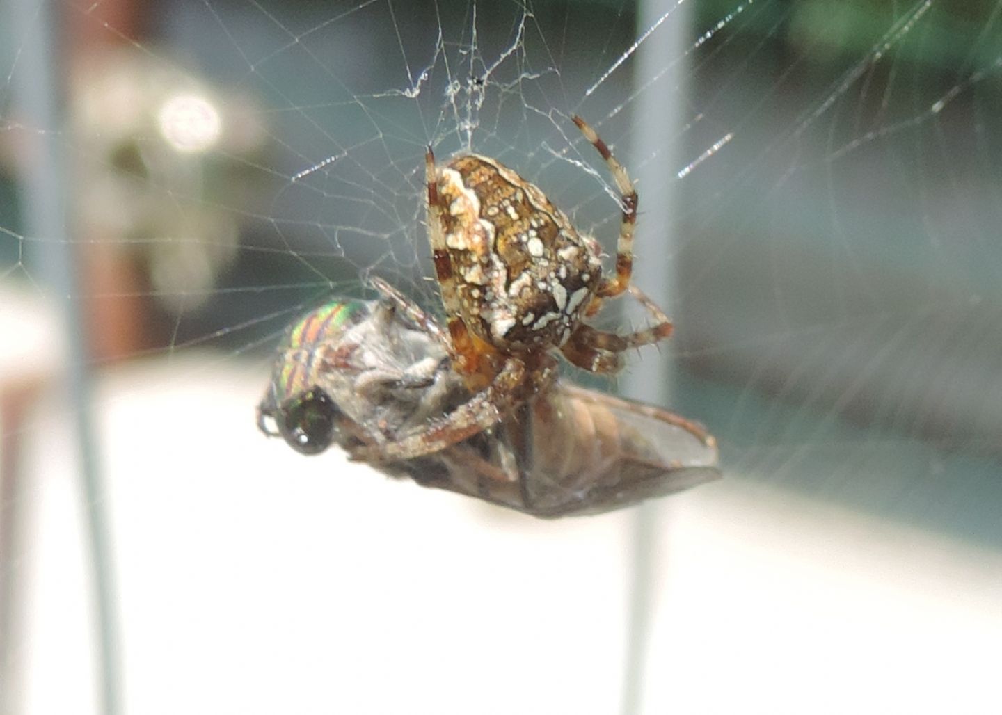 Tabanus del gruppo glaucopis?